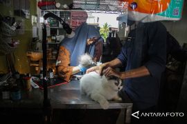 Jasa Penitipan Hewan di Palangka Raya Meningkat Jelang Lebaran