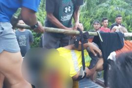 Serangan harimau jelang Lebaran, seorang warga Riau tewas saat panen getah karet