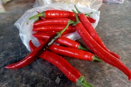 Kabar baik! harga cabai di Lombok Tengah turun tajam
