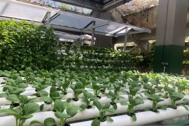 Hotel di Bali penuhi kebutuhan dapur dari kebun hidroponik sendiri