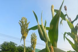 Purwakarta kembangkan budidaya sorgum bangun dan perkuat ketahanan pangan