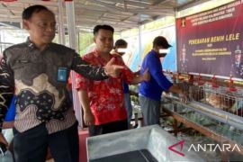 Lapas Narkotika Samarinda bina WBP kembangkan ternak ayam telur