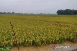 Sejumlah petani yang tanaman padinya puso akibat banjir peroleh ganti untung