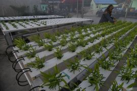 Pemkot Palu sarankan warga manfaatkan hidroponik bercocok tanam