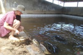 Melihat konservasi penyu di Tanjung Benoa