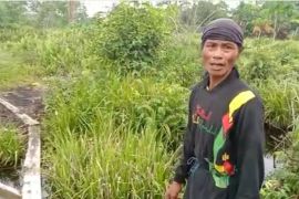 Warga Siak mengaku lihat harimau liar