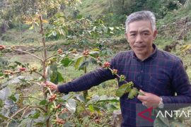 Produksi kopi petani binaan Dinas TPHP Sulsel tembus pasar Australia