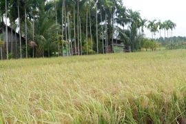 Dis TPH Kalbar minta petani tidak bakar lahan untuk cegah karhutla