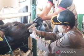 Karantina Pertanian Banjarmasin cek kesehatan 550 sapi asal Kupang