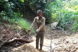 Ribuan ikan di Aceh Timur mati mendadak