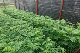 Kaliandra merah, harapan energi terbarukan masa depan