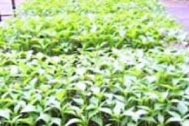 SMKN pertanian Biak siapkan bibit cabai bantu kendalikan inflasi daerah