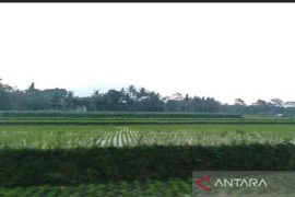 Pemkab  Sragen imbau petani optimalkan sumber air antisipasi El Nino