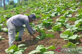 Disperta: Luas tanam komoditas tembakau di Kabupaten Madiun meningkat