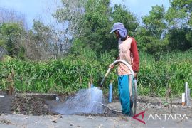 Program EA PLN sukses tekan biaya operasional petani bawang merah hingga 90 persen