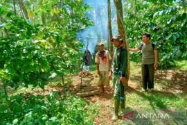 BKSDA lakukan pengusiran agar harimau kembali masuk hutan