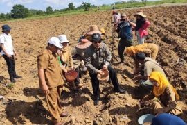 Pemkot Banjarbaru dukung pengembangan jagung pipil di Sungai Ulin