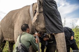 Pemasangan GPS Collar Gajah Sumatera Meisya Page 2 Small