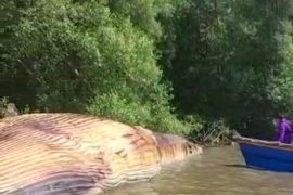 Tim Unair teliti penyebab kematian paus di pantai Surabaya