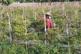 Pemda Bali kendalikan fluktuasi harga cabai melalui pasar murah