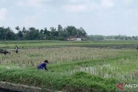 Pengamat puji Kementan siapkan program antisipasi El Nino
