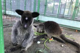 BKSDA Maluku segera lakukan translokasi Kanguru Pohon ke Papua
