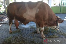 Presiden Jokowi berikan 38 ekor sapi untuk Idul Adha 1444 Hijriah