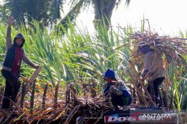 PG Assembagoes Situbondo  targetkan produksi gula 2023 capai 37.000 ton