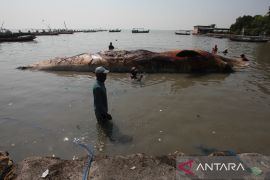 BPSPL Denpasar: Bangkai Paus Balin dikubur di Jatim Park II