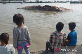 Gubernur Khofifah dukung evakuasi paus balin untuk wisata edukasi