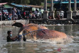 Evakuasi bangkai ikan Paus Balin di Surabaya