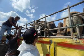 Anambas pasok puluhan sapi untuk hewan kurban di Tanjungpinang