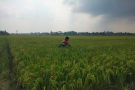 Penyuluhan pertanian cerdas untuk menyejahterakan petani Indonesia