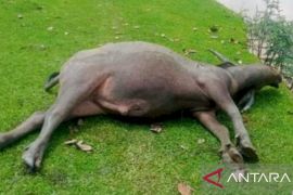 PDHI Sumsel siap turun dampingi pemeriksaan kerbau mati di Muratara