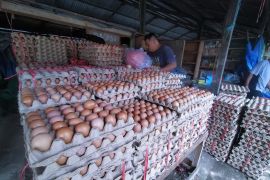 Harga telur ayam di Tanjung Selor terus melonjak