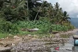 Kematian ikan di Danau Maninjau 15,2 ton, kerugian capai ratusan juta