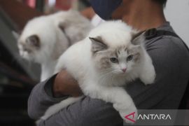 8 Cara Menghilangkan Bulu Kucing di Baju yang Efektif