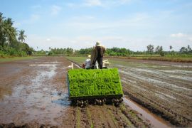 Dinas TPH Kalbar lakukan memitigasi dampak El Nino terhadap pertanian