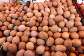 Harga telur dan daging ayam ras di Pontianak stabil