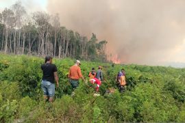 Meluas, kebakaran lahan sawit di Pesisir Selatan Sumbar