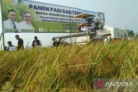 Wamentan panen raya dan menyebar padi varietas unggul di Karawang