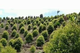 Hilirisasi kunci mengembalikan kejayaan rempah Malut