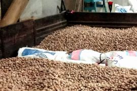 Harga berbagai komoditas rempah-rempah di Ambon naik