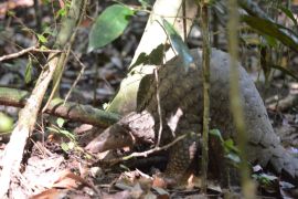 Pertamina-BBKSDA  Jatim lepasliarkan satwa di Cagar Alam Pulau Sempu