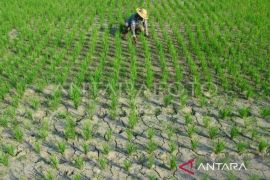 BPBD Bali siapkan strategi atasi ancaman kekeringan Agustus 2023