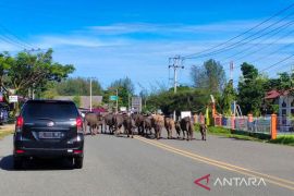 Disnak fasilitasi pembangunan padang penggembalaan di Aceh Jaya