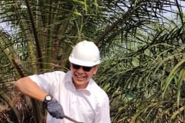 Ribuan petani mitra peserta PSR PTPN V segera panen perdana