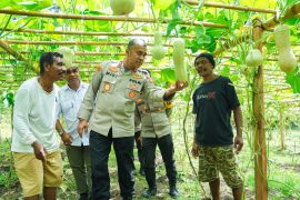 Kapolda tinjau perkebunan kelompok tani labu madu di Ternate
