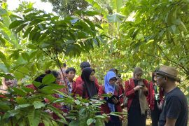 Negara Afrika-Eropa gandrungi kopi "Borneo" Kalsel
