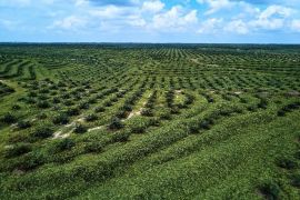 Apkasindo sebut kemitraan jadi kunci petani tingkatkan produktivitas sawit